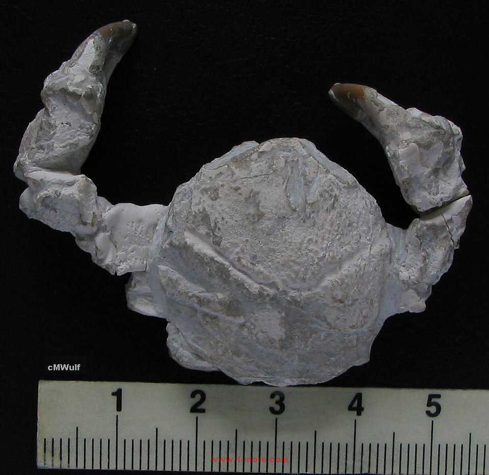 Dromiopsis cf. rugosa ( det. Förster ) 