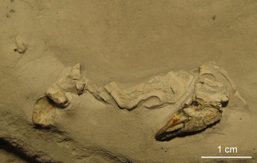 Dromiopsis sp.