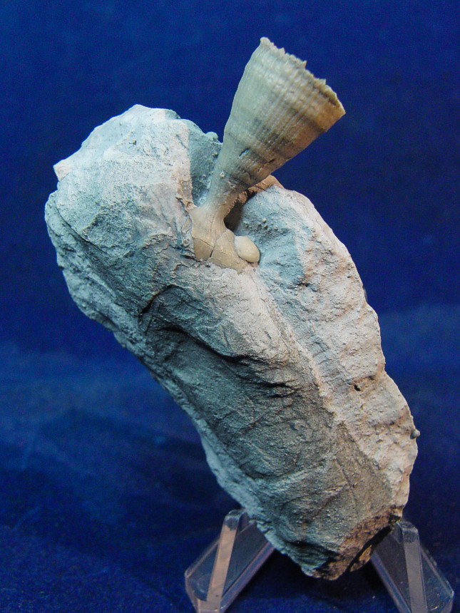 Parasmilia centralis, aufgewachsen auf Baculites-Fragment