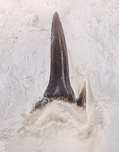 Carcharias