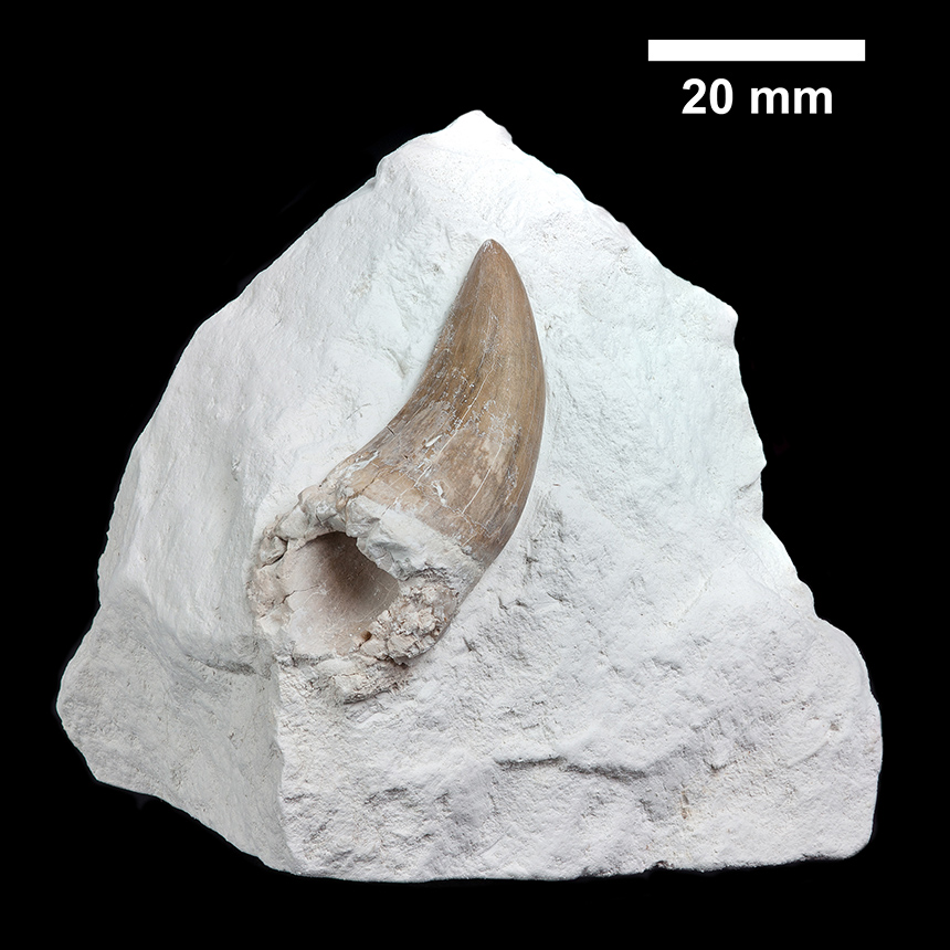 Reptilia - Mosasaurus cf. hoffmanni (Mantell, 1829)