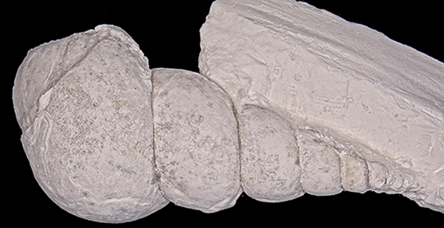 Turritellidae