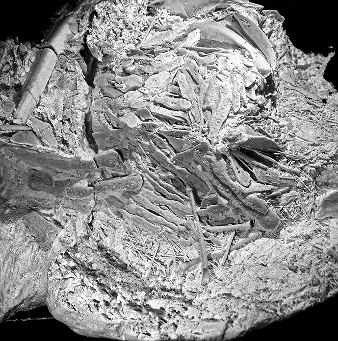 Asthenosoma (?)