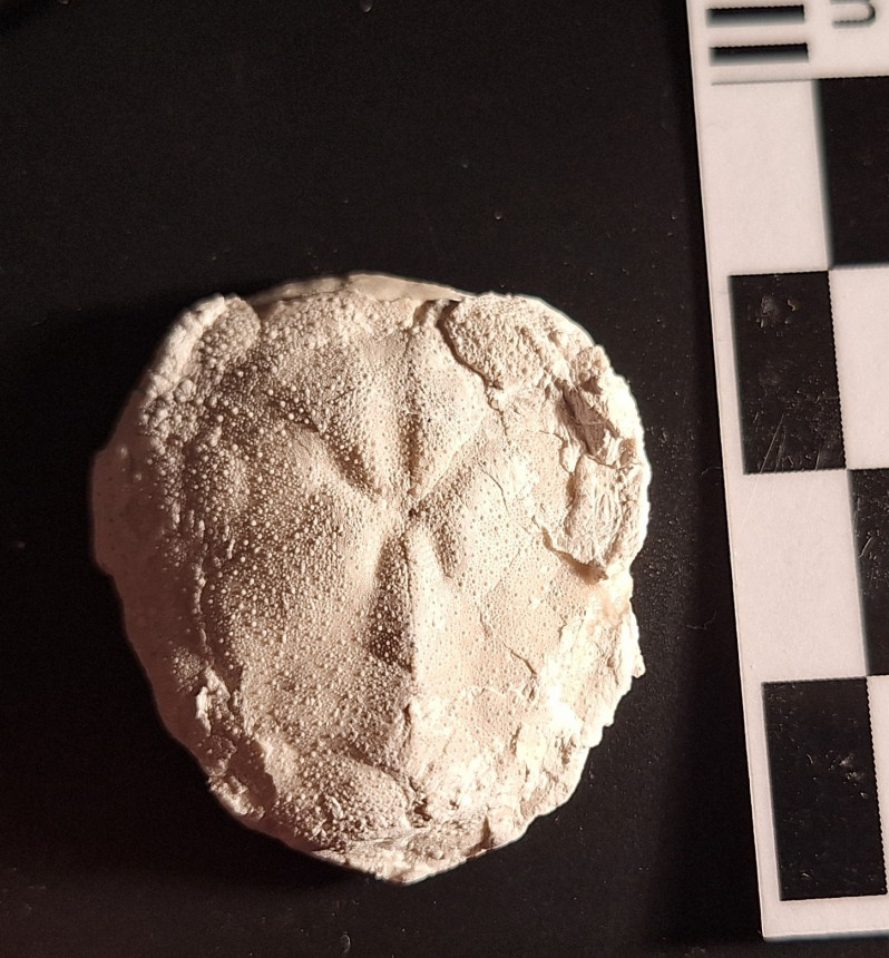 Cyclaster platornatus
