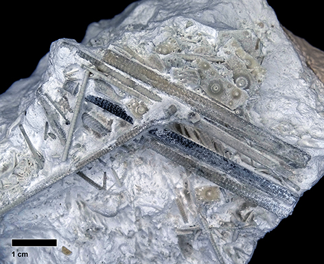 Palaeodiadematoidae