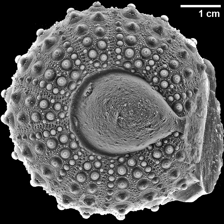 Phymosoma granulosum