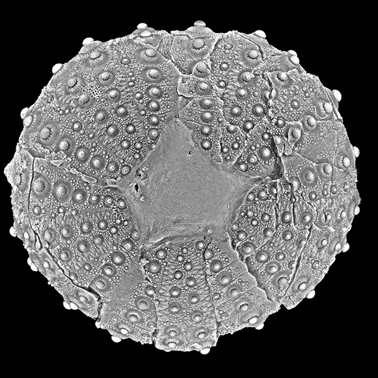 Phymosoma granulosum