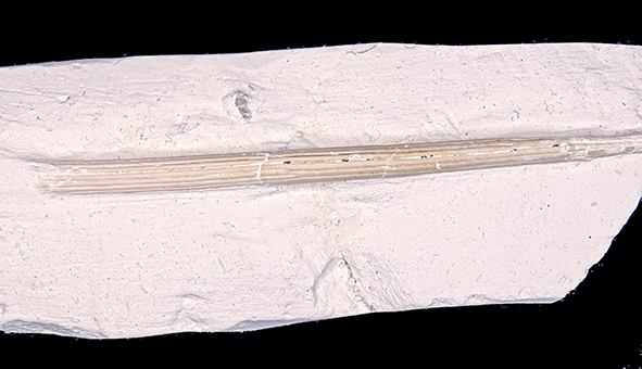 Cylindracanthus