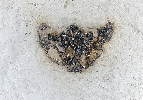 Pflanzenrest