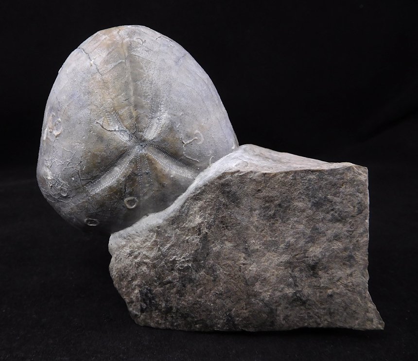 Micraster sp., anhaftende Bestachelung