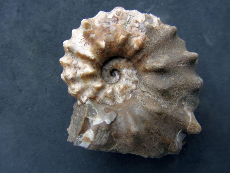 Acanthoceras amphibolum