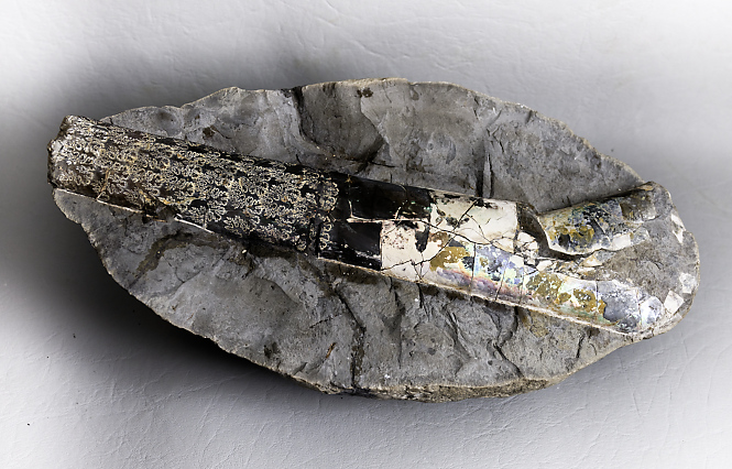 Baculites grandis, Pierre Shale, Dakota