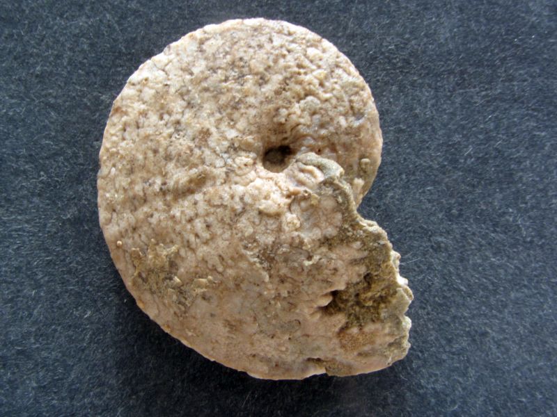 Herrikiceras costatum