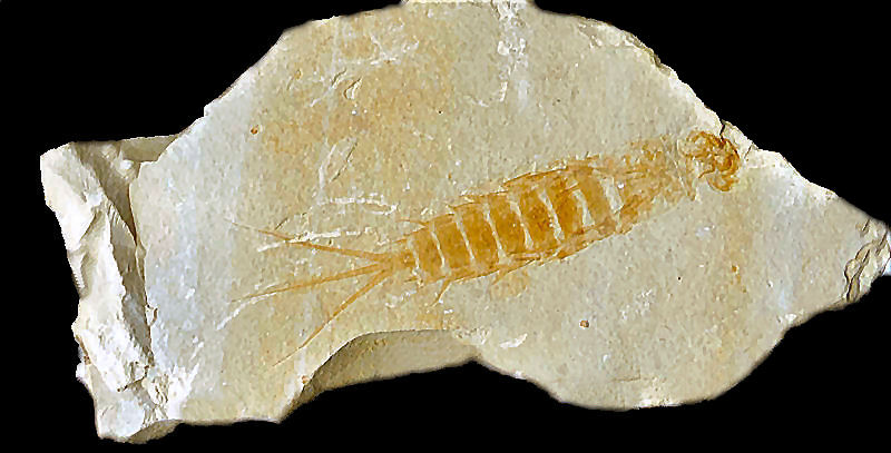 Ephemeropsis trisetalis EICHWALD 1864