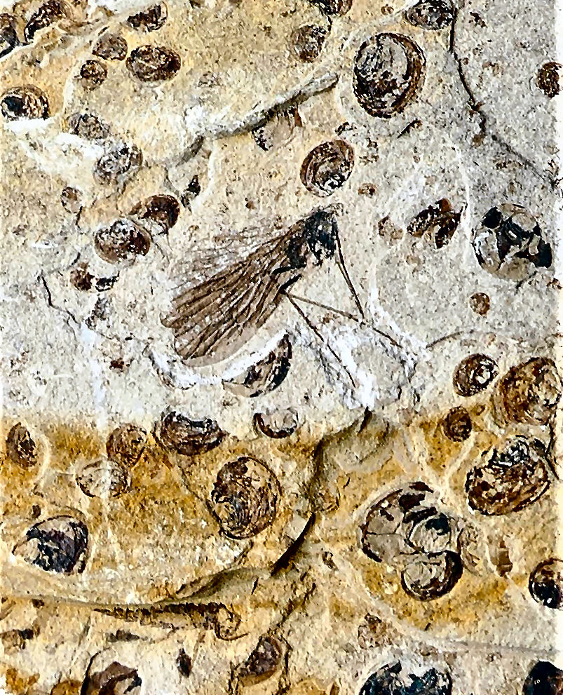 Stelzmücke non det. ( Limoniidae )