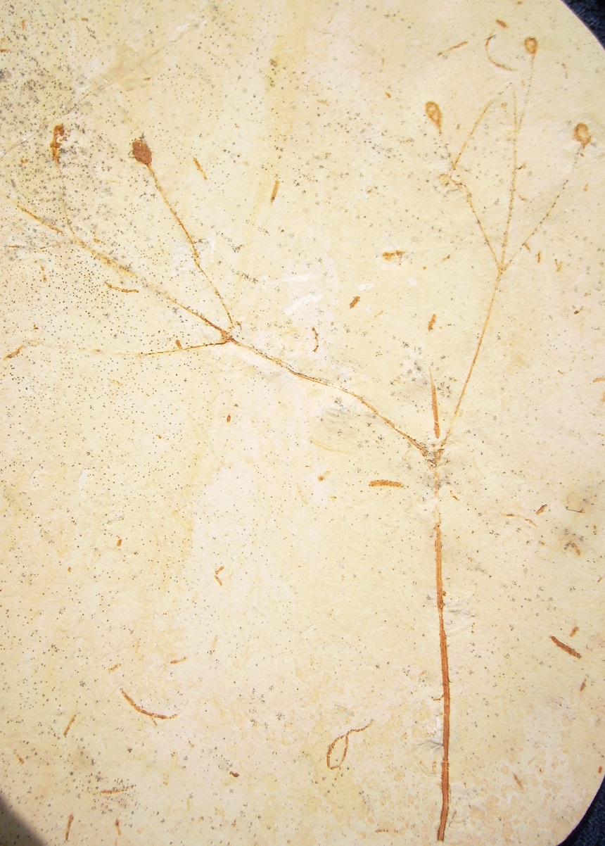 Arlenea delicata