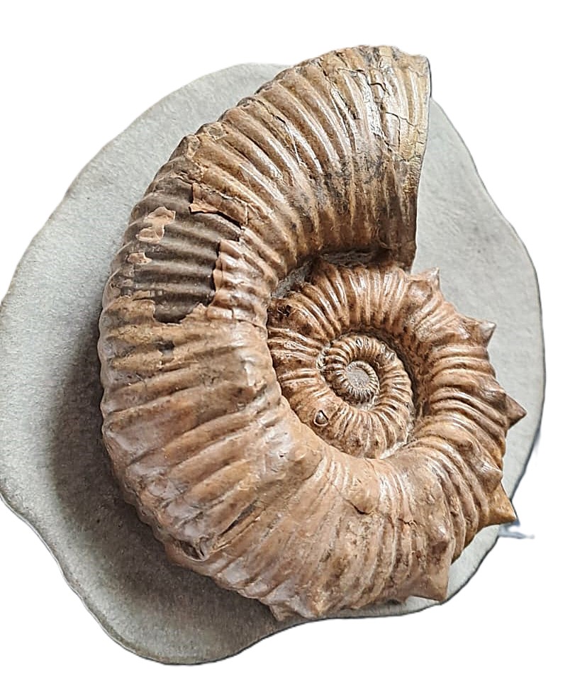 Australiceras jackii