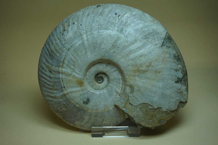 Cleoniceras besairiei