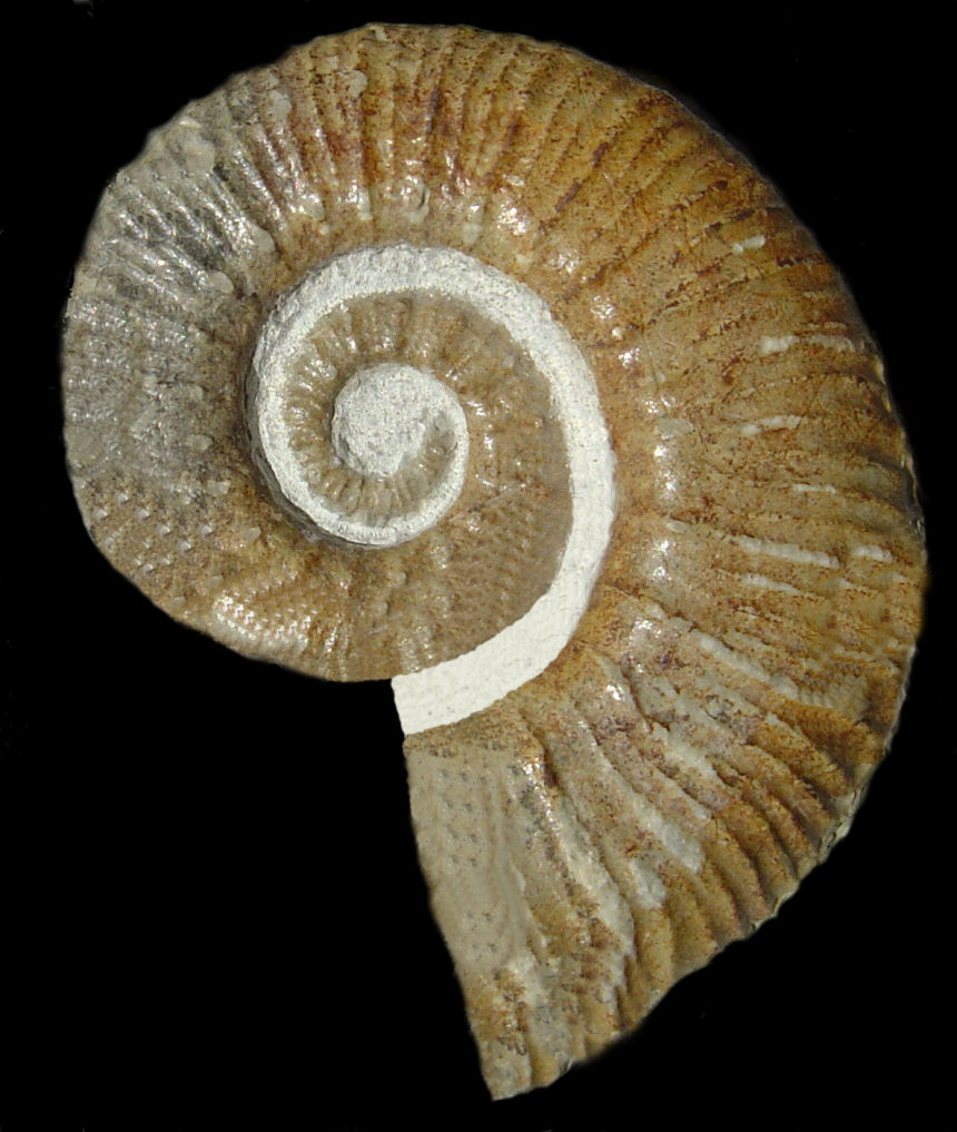 Crioceras sp.