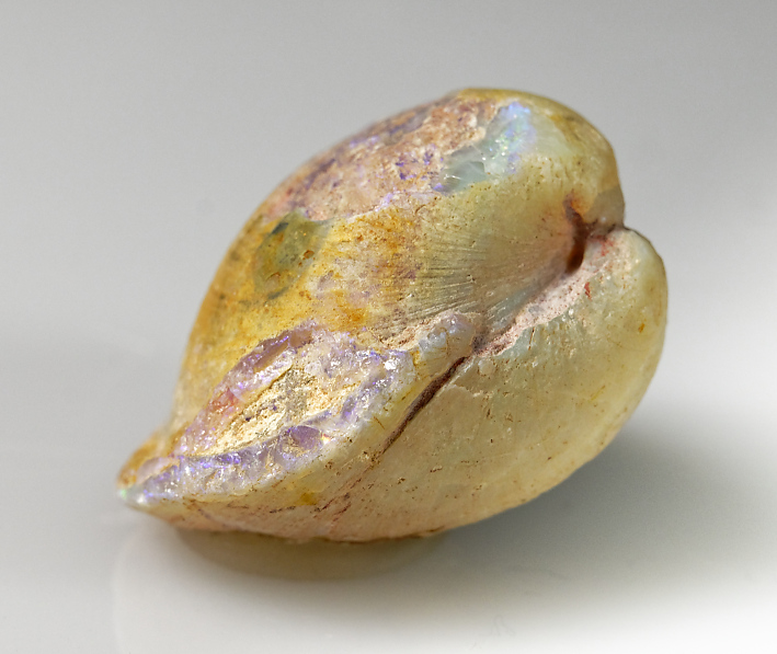 Opalmuschel Cyprenopsis, Apt, Coober Pedy