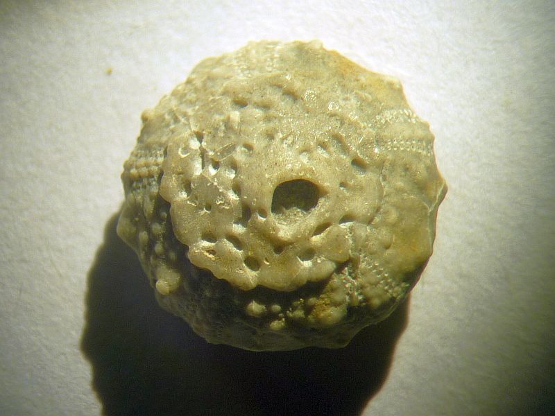 Salenia mexicana