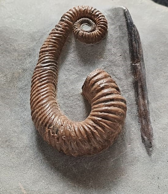 Tonohamites sp. mit Belemnit