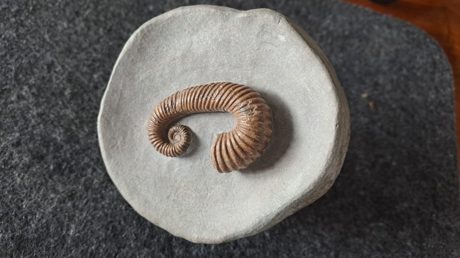 Toxoceras taylori
