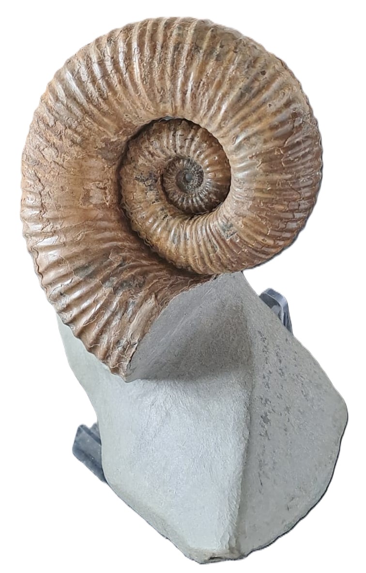 Tropaeum undatum