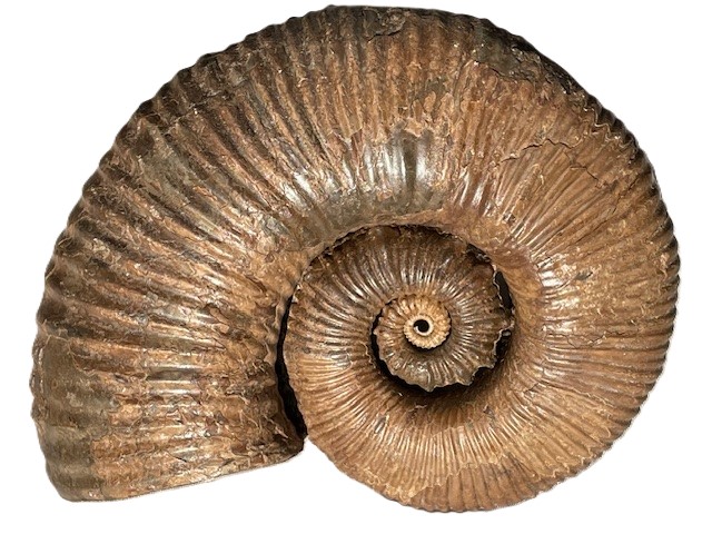 Tropaeum undatum