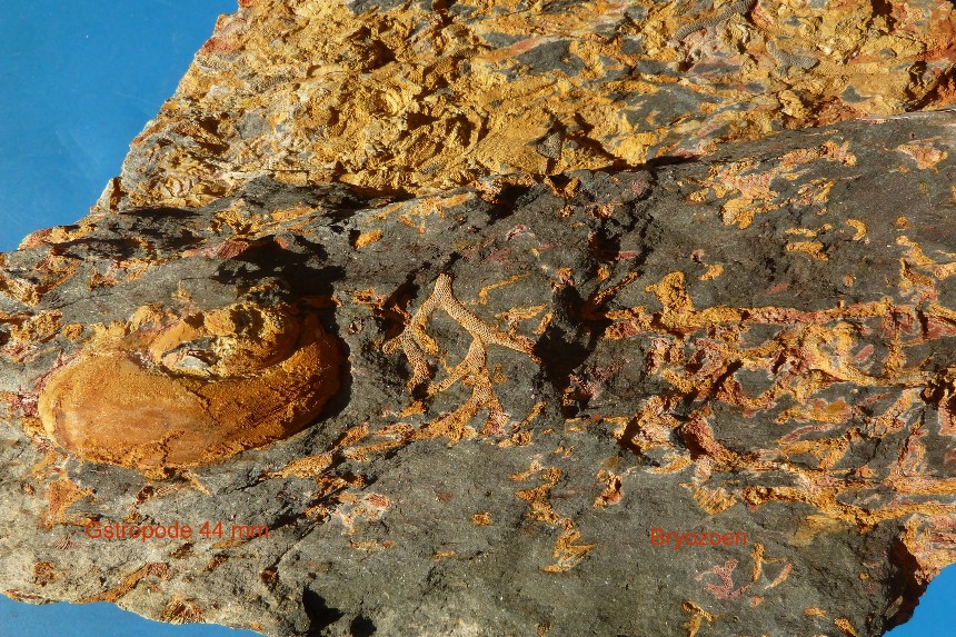 Gastropode non det. und Bryozoen