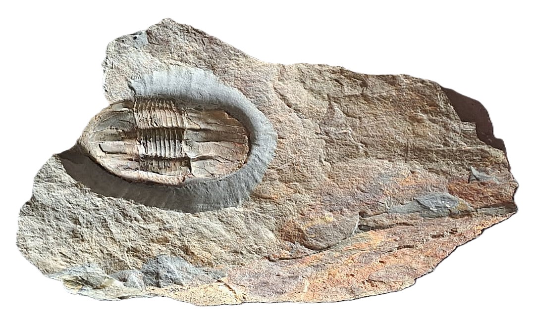 Ectillaenus giganteus