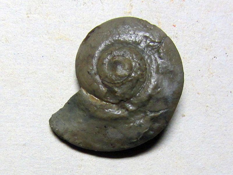 Liospira vitruvia