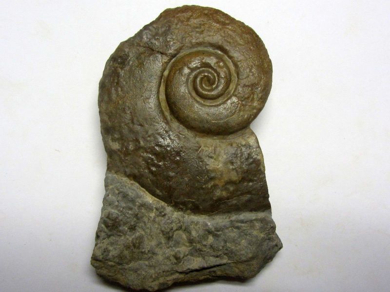 Maclurites sp. (Le Seuer 1818)