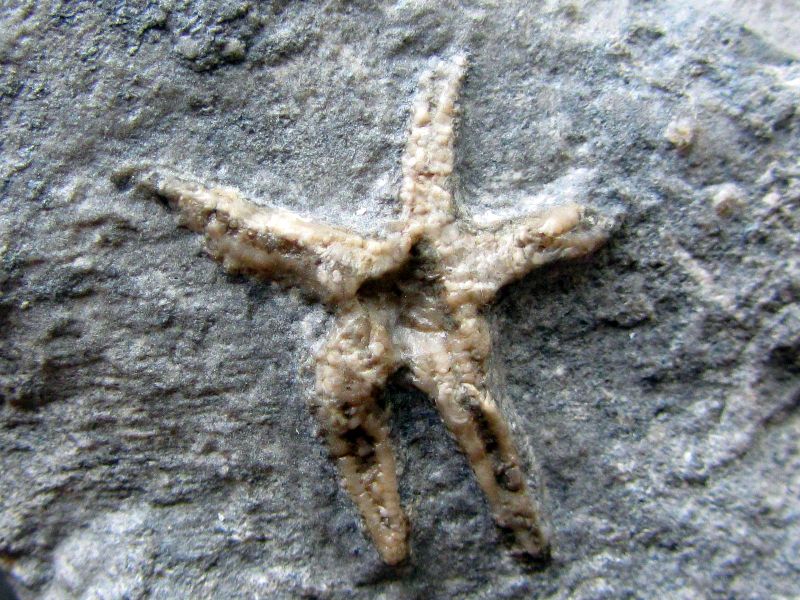 Protopaleaster sp.