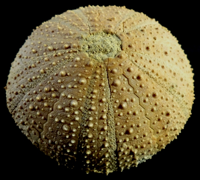 Psammechinus microtuberculatus (BLAINVILLE)