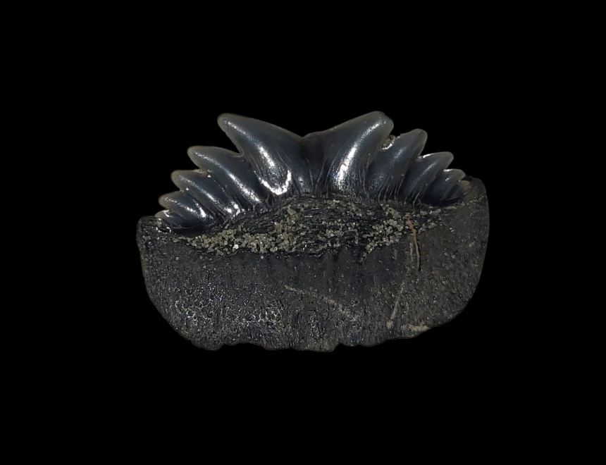 Notorynchus primigenius