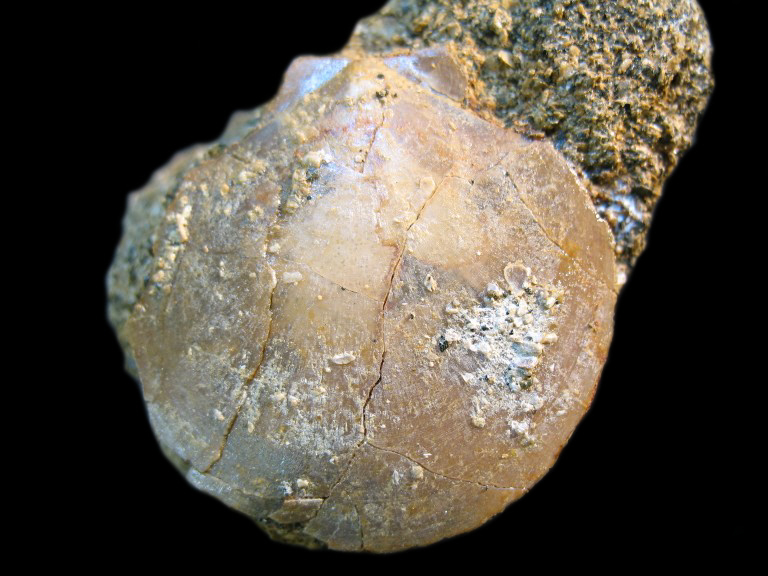 Lentipecten (L.) corneus (SOWERBY 1818)