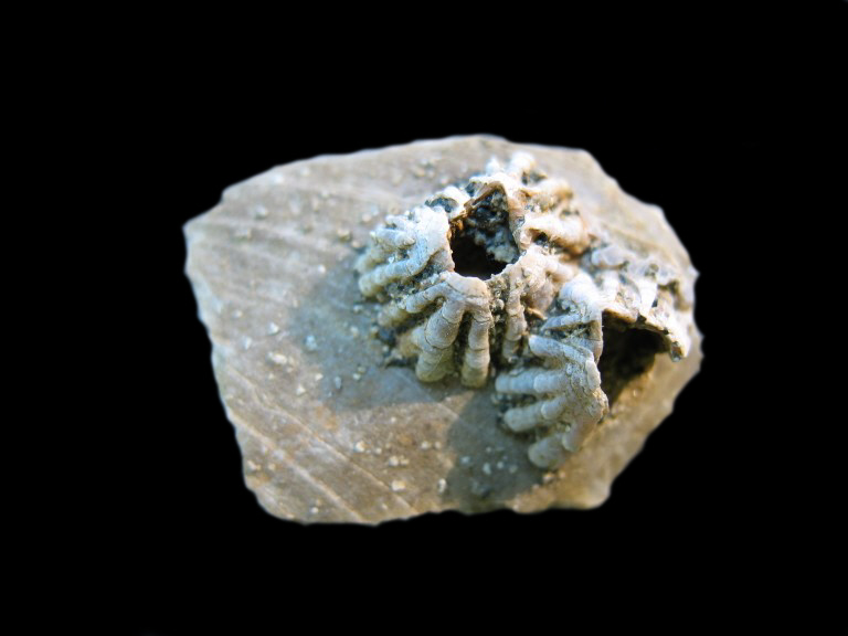 Balanus stellaris (Brocchi 1843)