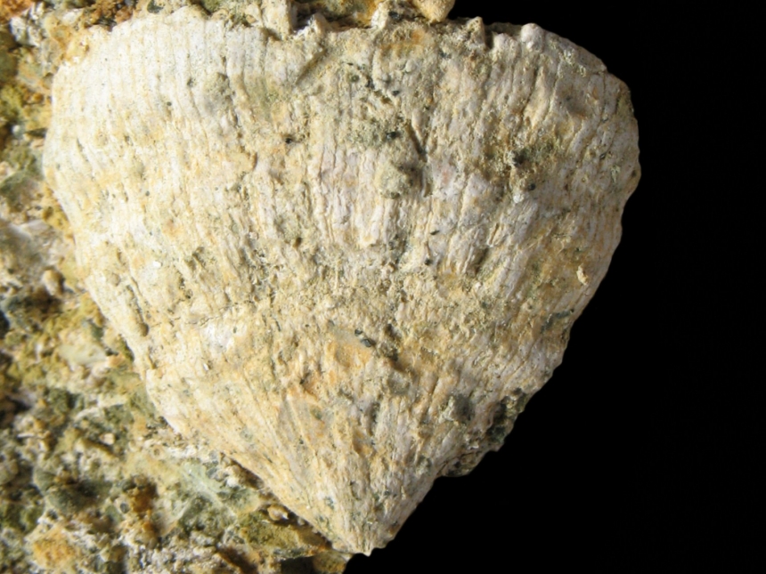 Flabellum cf. striatum KEFERSTEIN 1859