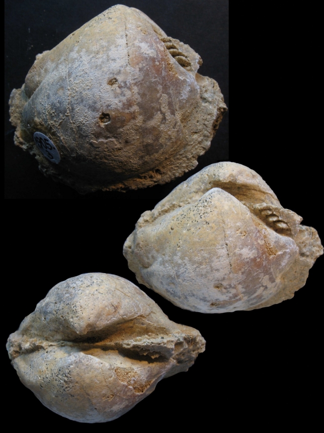 Glycimeris cf. philippii (DESHAYES 1824)