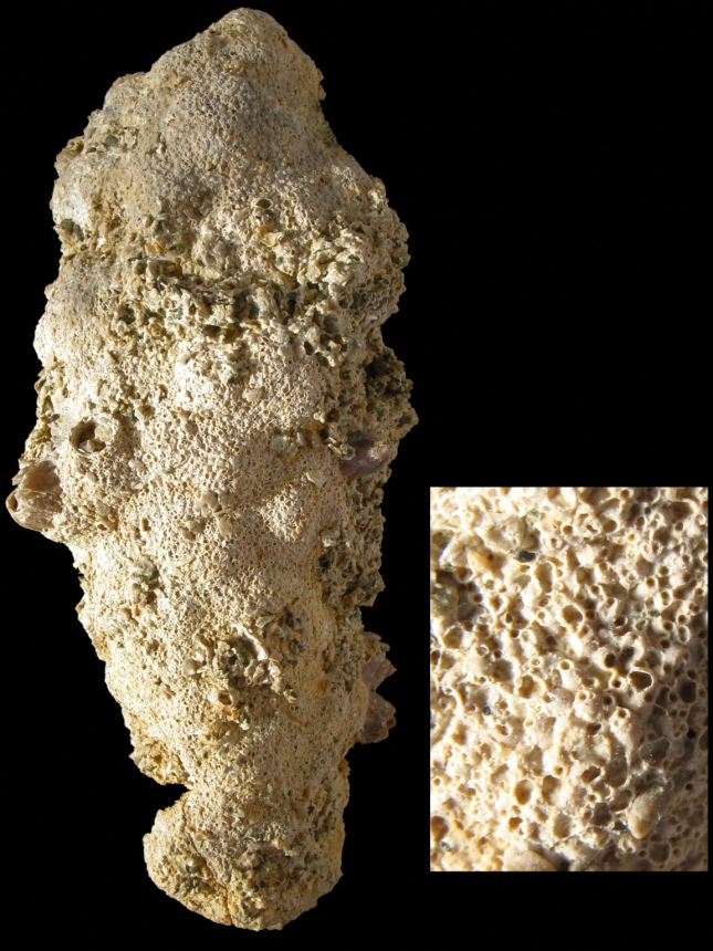 “Holoporella” conglomerata (GOLDFUSS 1827)