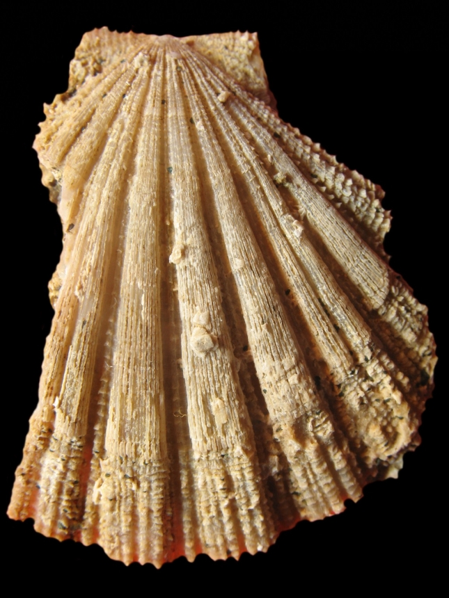Palliolum limatum ambignum (ANDERSON 1958)
