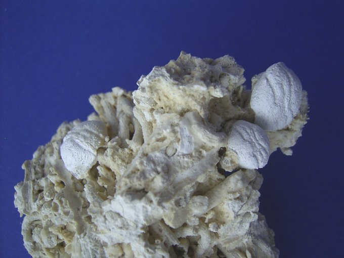 Dromiopsis rugosa