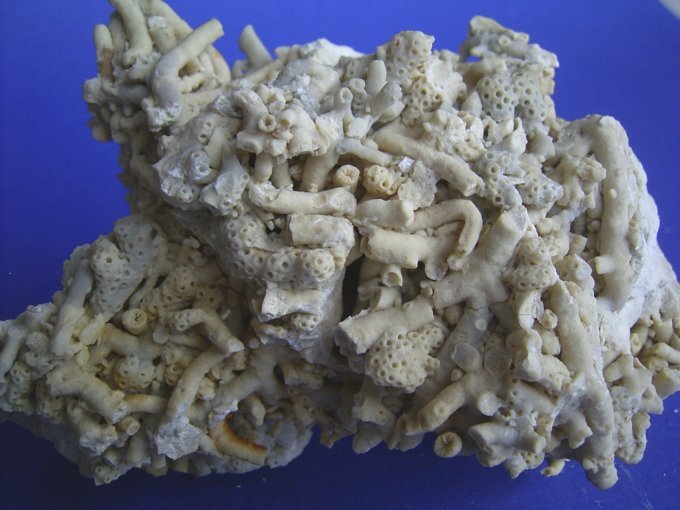 Heliopora incrustans