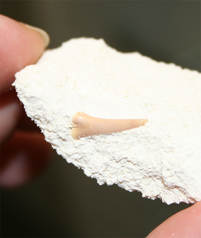 Haizahn Scapanorrhynchus tenuis