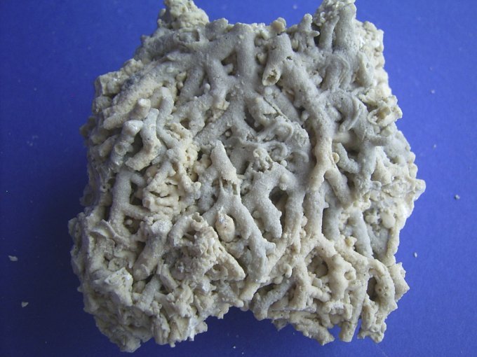 Stylasterina sp.