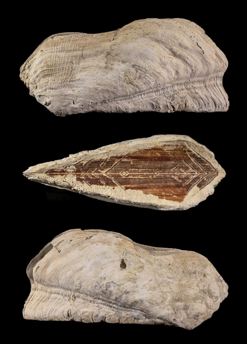 Arca wagneriana DALL 1898