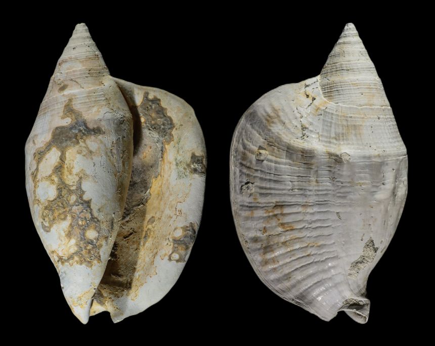 Macrostrombus leidyi HEILPRIN 1887