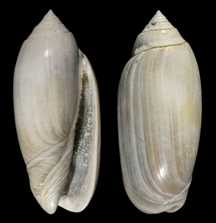 Oliva (Oliva) edwardsi OLSSON 1967