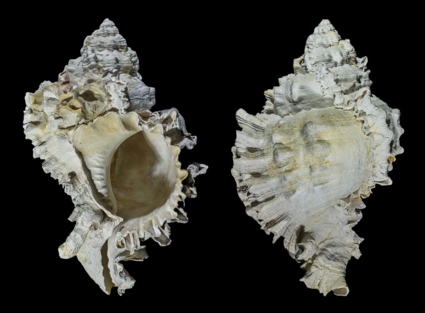 Phyllonotus globosus EMMONS 1858